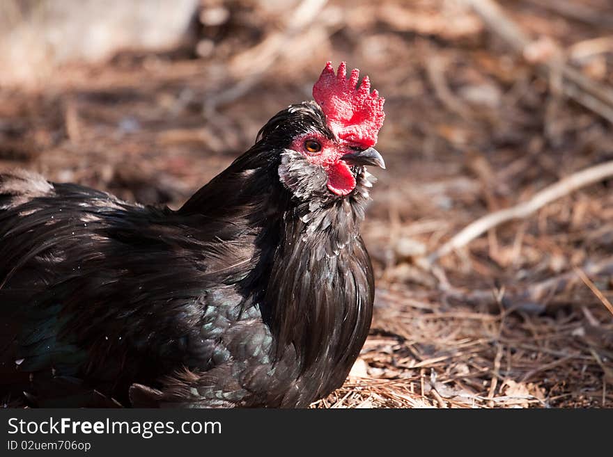 The picture of black hen in the farm. The picture of black hen in the farm