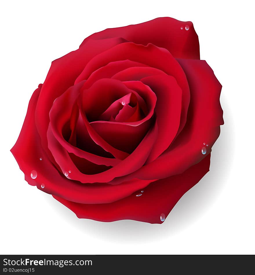 Illustration insulated flower of the red rose on white background