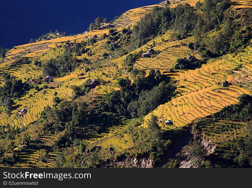 Harvest,Terrace Rice Paddy Field