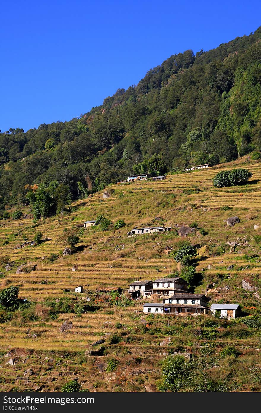 Terrace Rice Paddy Field with farm houses at Himalaya mountains ,Harvest season,plentiful year at Nepal. Terrace Rice Paddy Field with farm houses at Himalaya mountains ,Harvest season,plentiful year at Nepal.