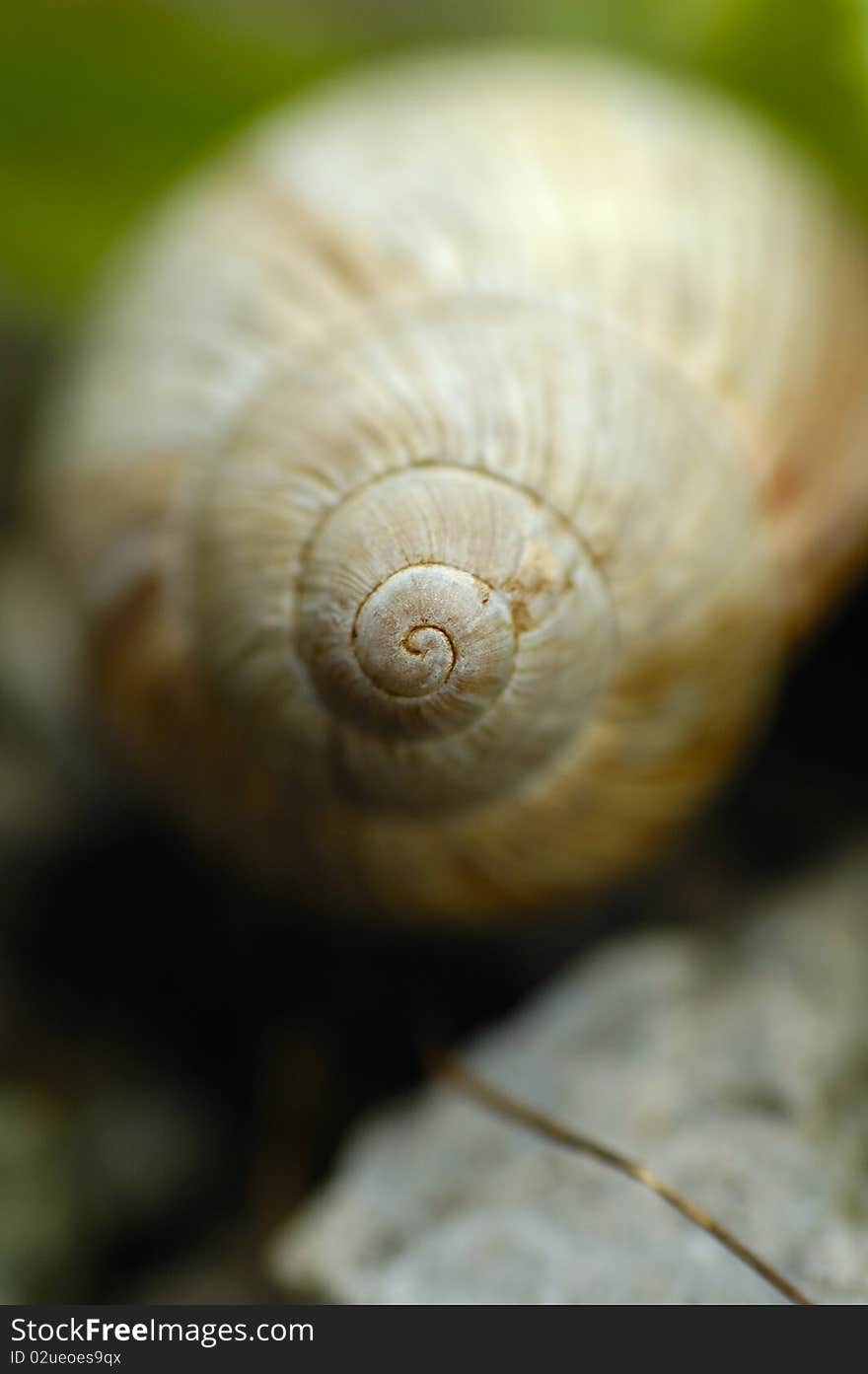 Garden snail