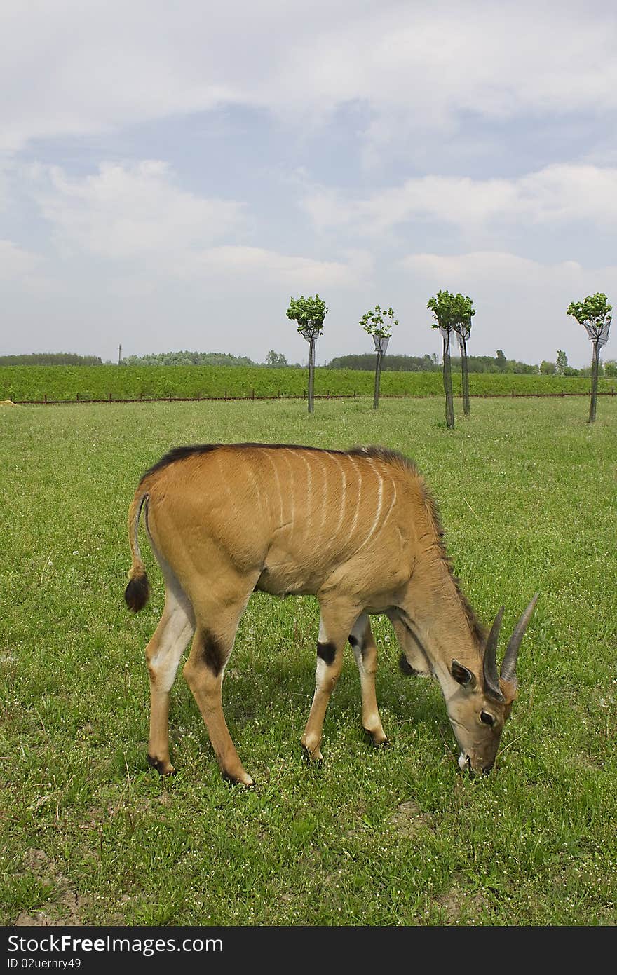 Striped, orange colored antelope eating the green grass