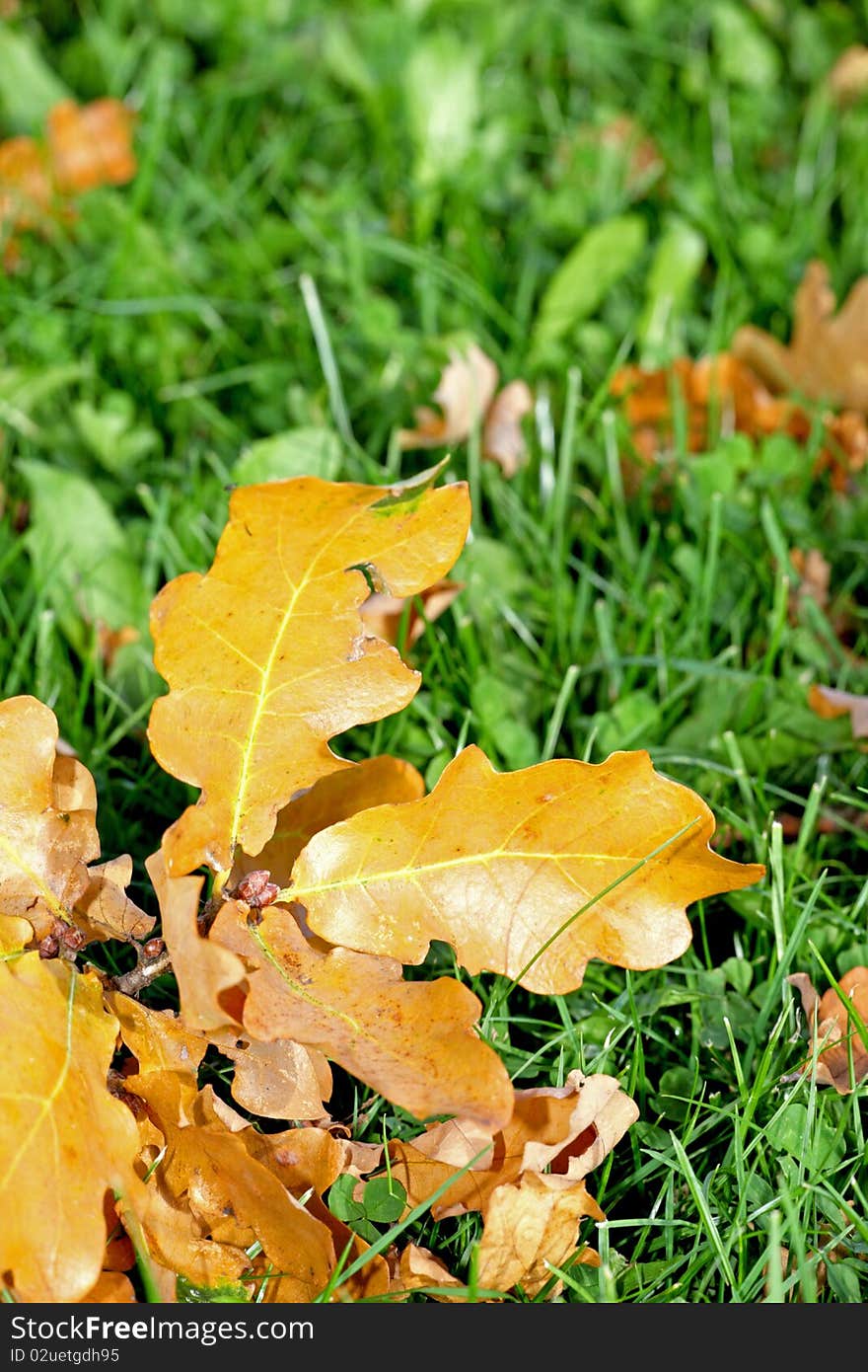 In the autumn sunny day