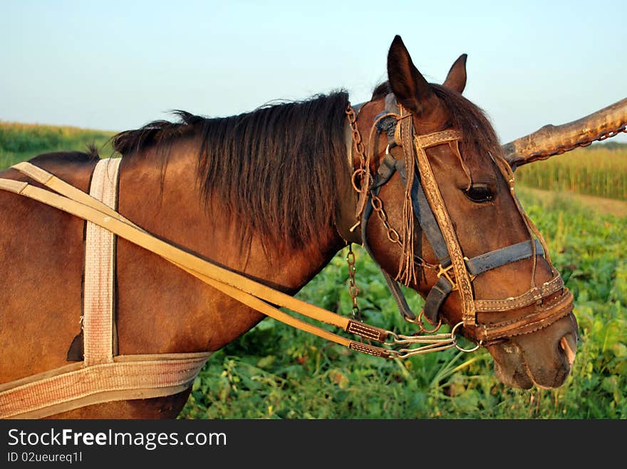 Harnessed horse