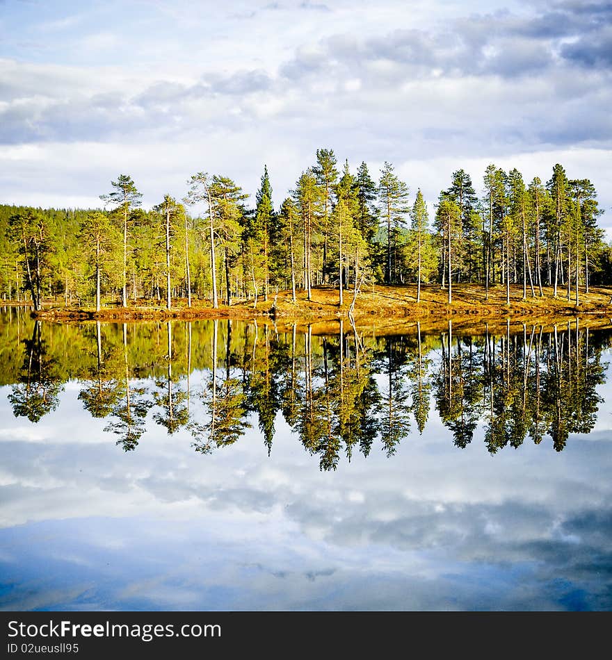 Forest reflection