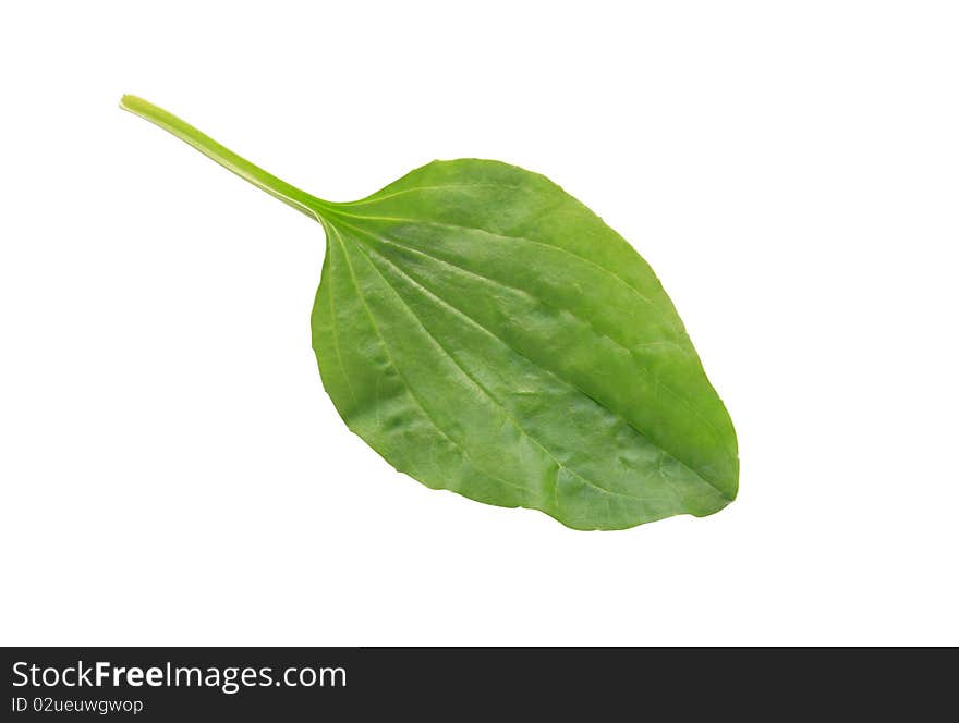 Plantain Leaf