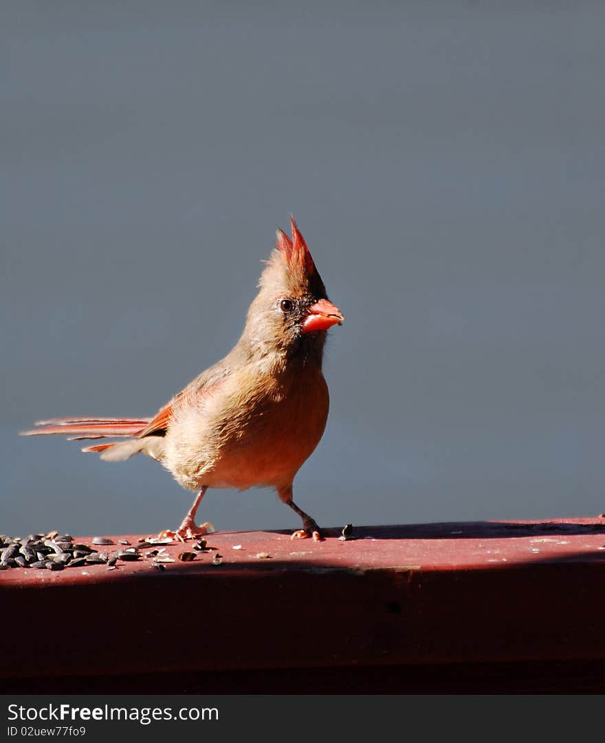 Cardinal feeding on sunflower seeds early in the morning