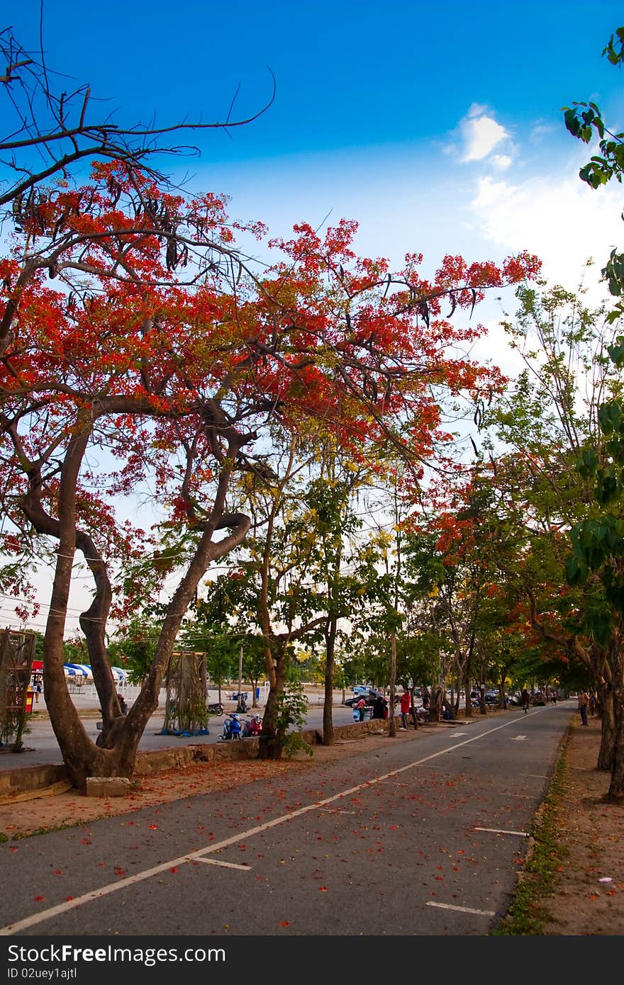 Red flowers in public gardens in thailand