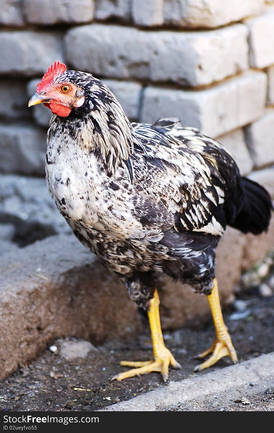 Hen in an inhabitancy close up