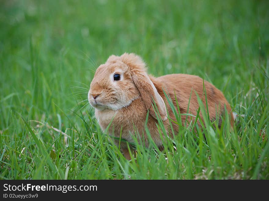 domestic rabbit outdoor photo session