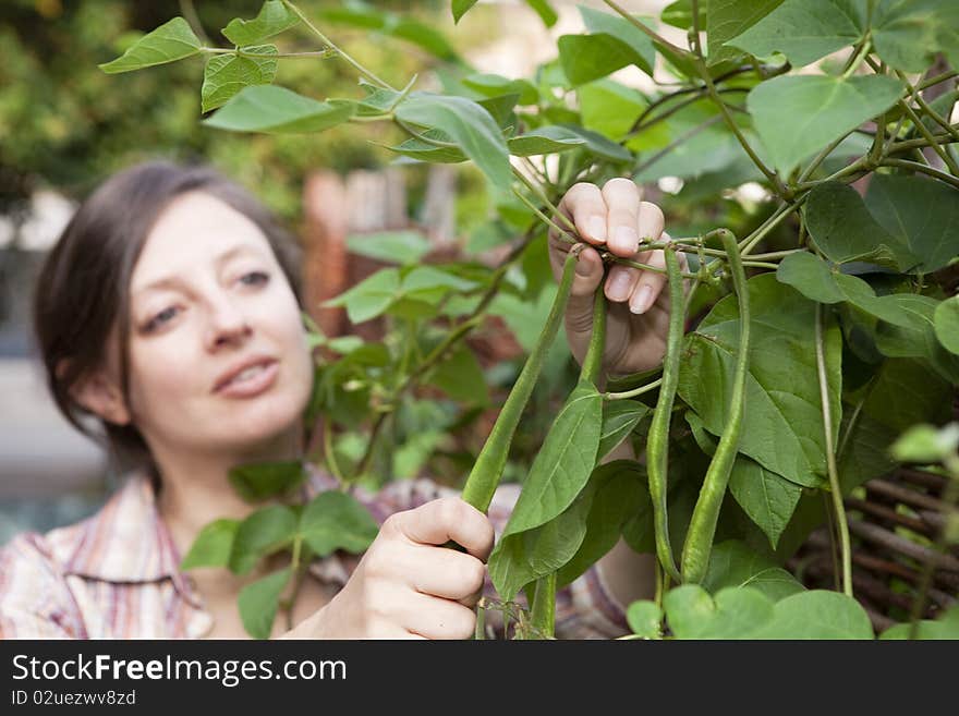 Horizontal pictue of woman picking home grown, organic runner beans. Horizontal pictue of woman picking home grown, organic runner beans