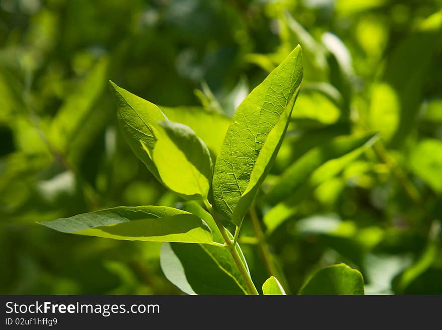 The tree leaves closeup. Background