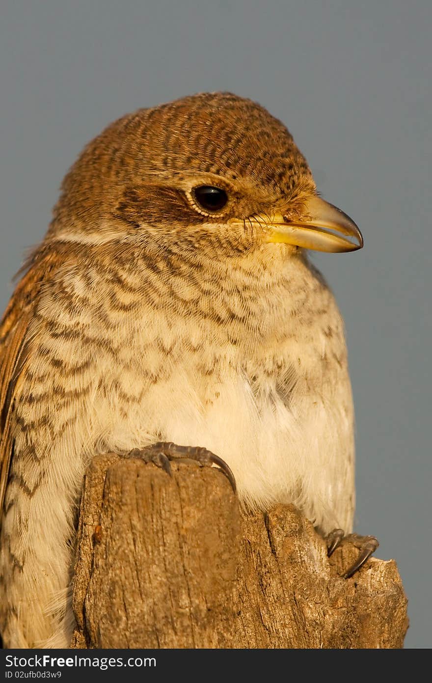 Juvenile Of Red-backed Shrike, Lanius Collurio