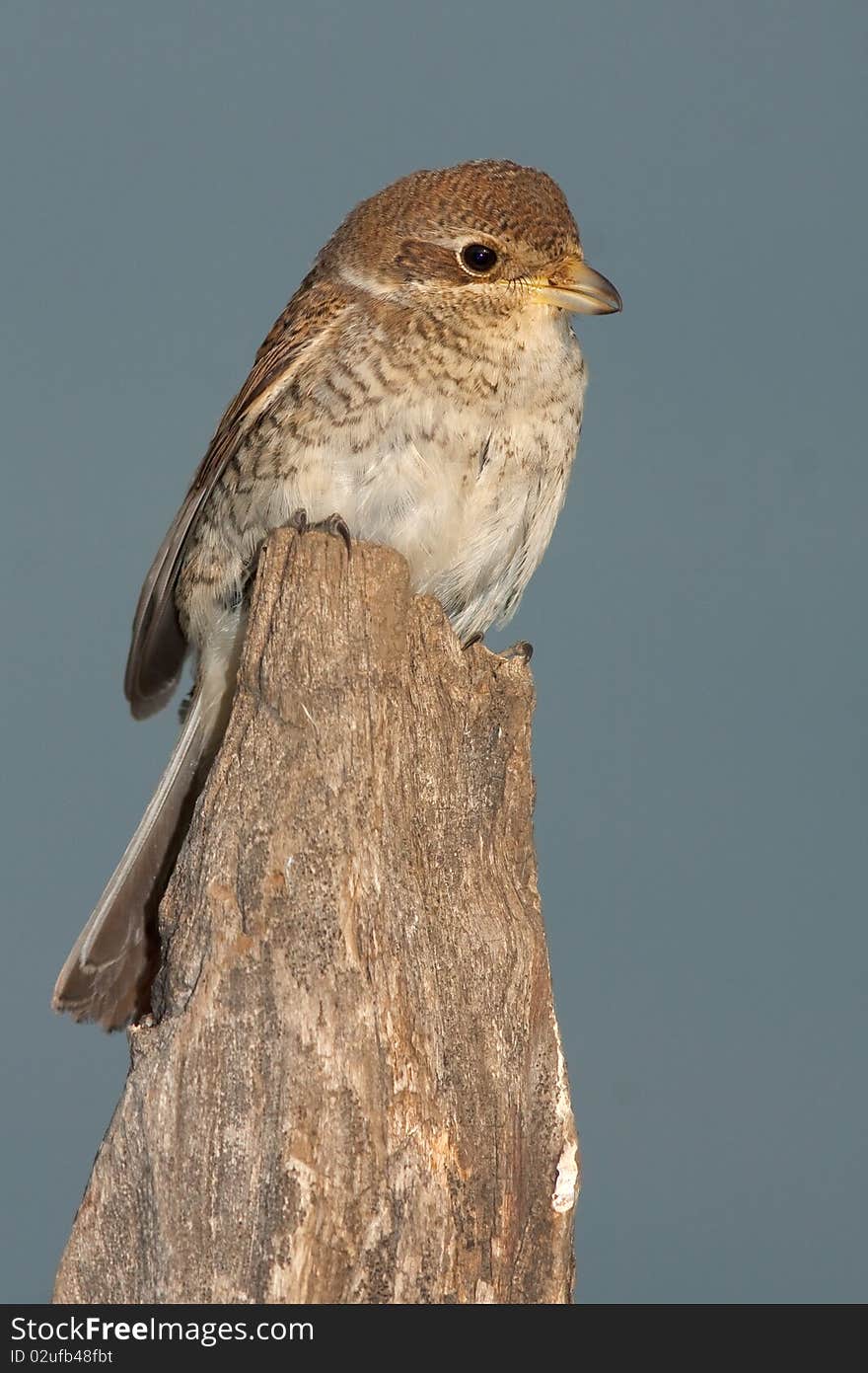 Juvenile of Red-backed Shrike, Lanius collurio