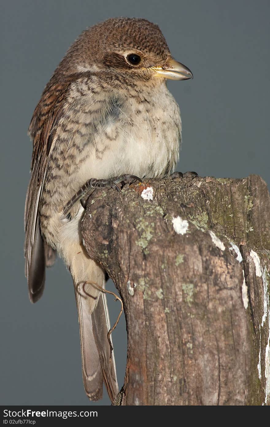 Juvenile Of Red-backed Shrike, Lanius Collurio