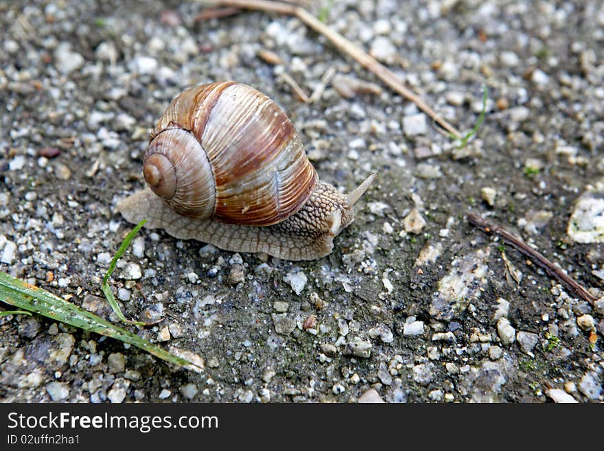 A snail in the garden