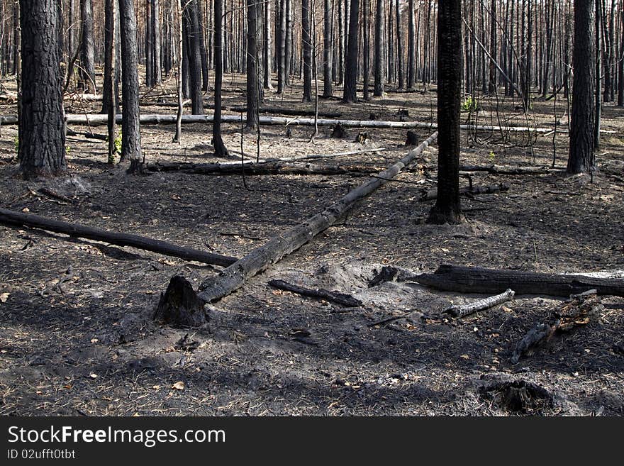 Burnt forest