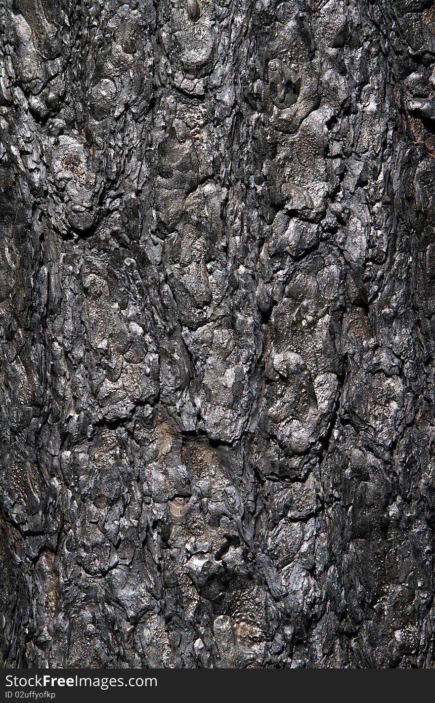 Large fragment of charred tree trunk, after a forest fire. Large fragment of charred tree trunk, after a forest fire