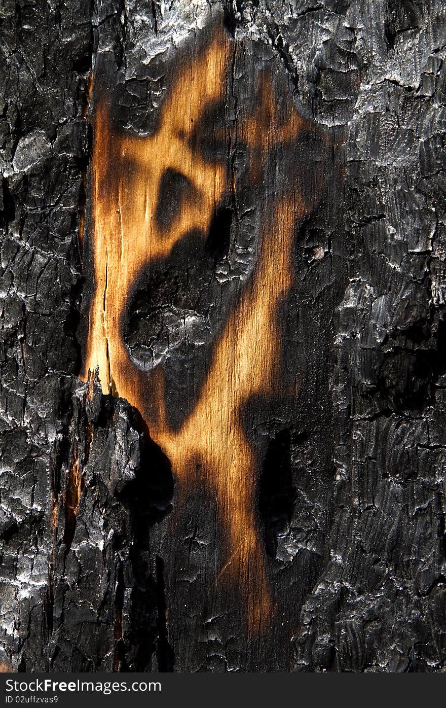 Large fragment of charred tree trunk, after a forest fire. Large fragment of charred tree trunk, after a forest fire