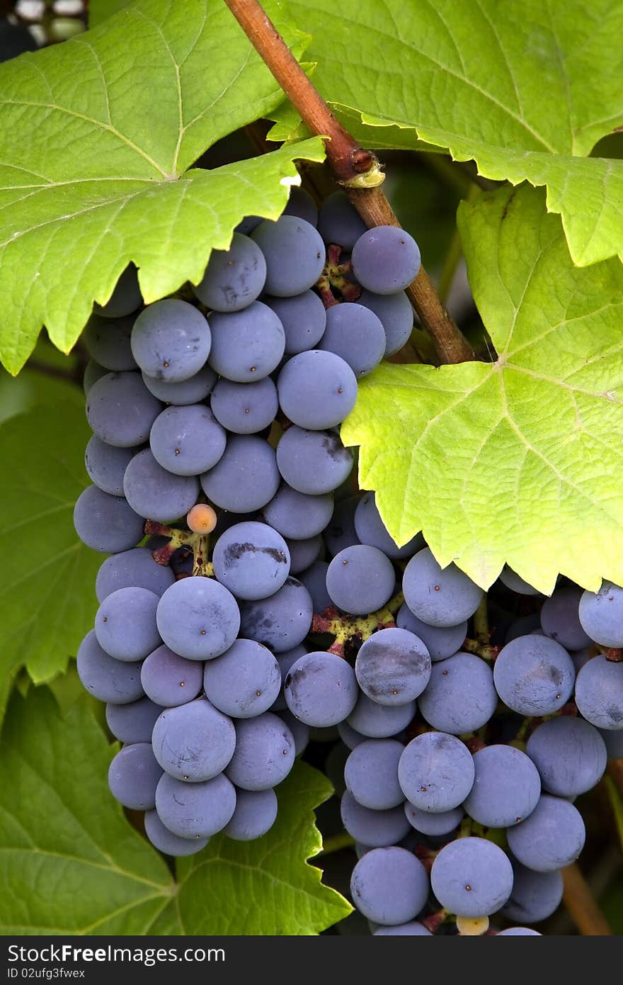 Bunch of red grapes with leaves