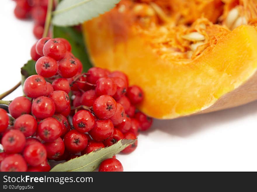 Cluster of wild ash on a background a pumpkin