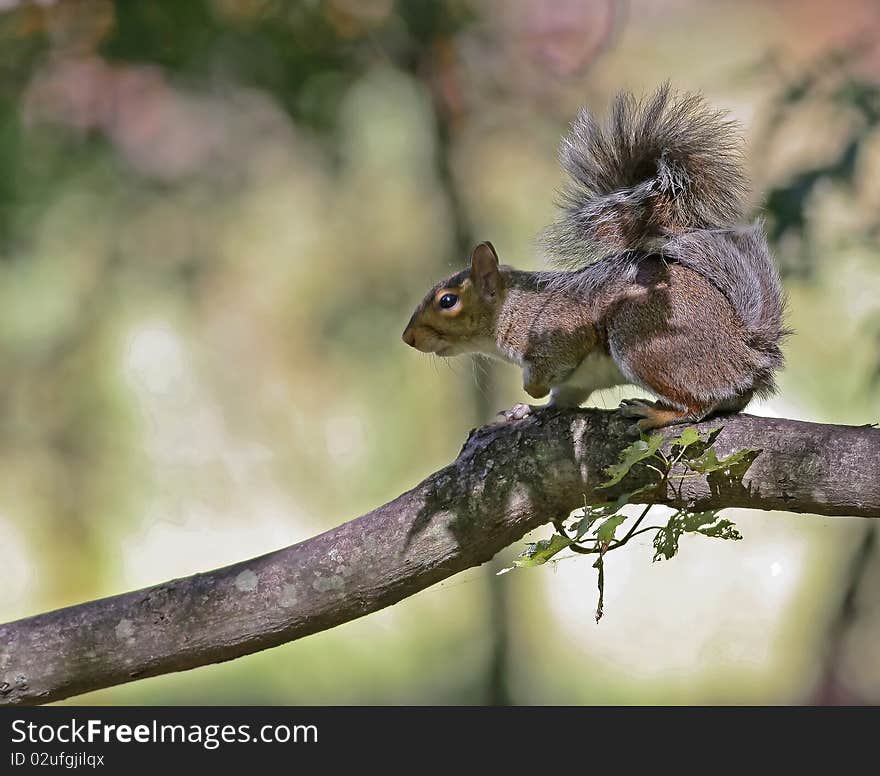 Gray Aquirrel sitting on a branch of a tree in morning lights. Gray Aquirrel sitting on a branch of a tree in morning lights