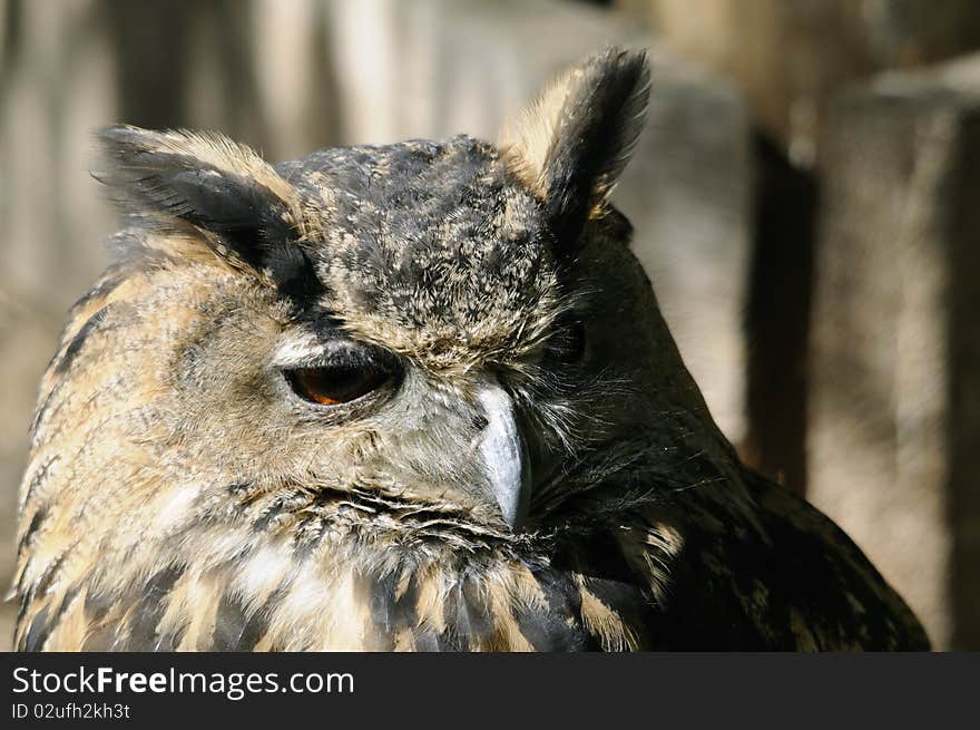 Shot of old owl sitting on a tree and watching.