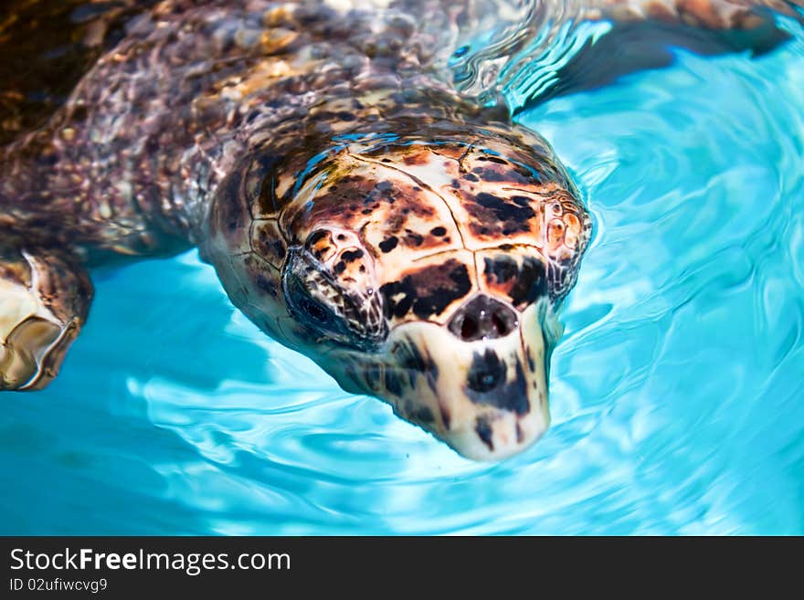 Sea turtle swimming in tropical water, Cuba. Sea turtle swimming in tropical water, Cuba