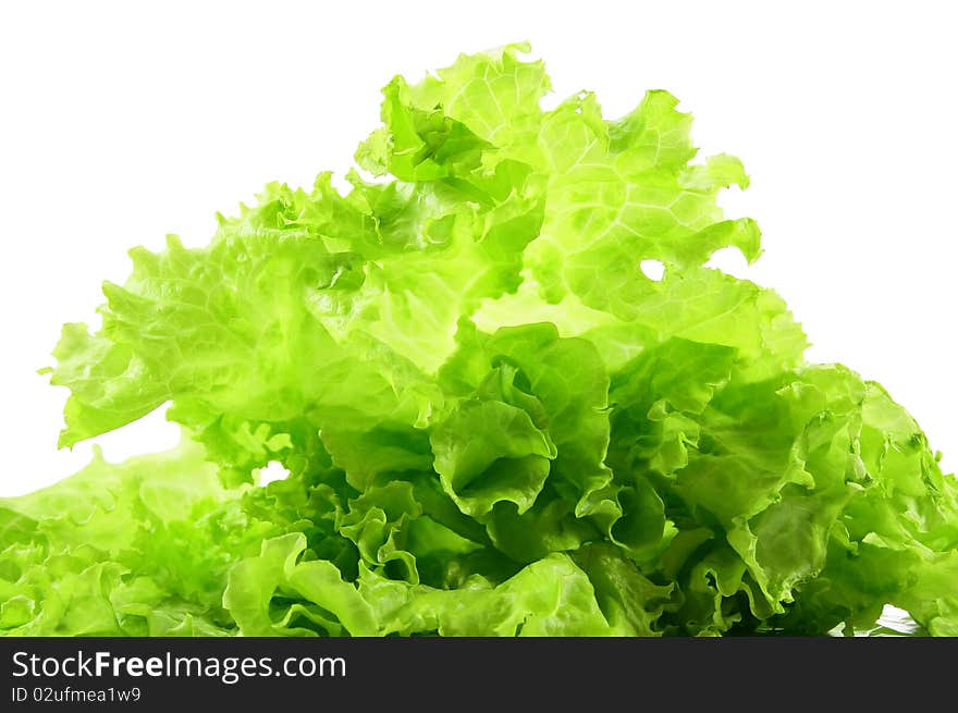 Fresh Green Salad