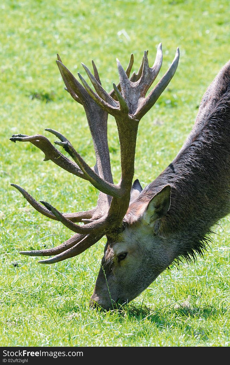 Shot of adult deer walking in grass of mountain meadow