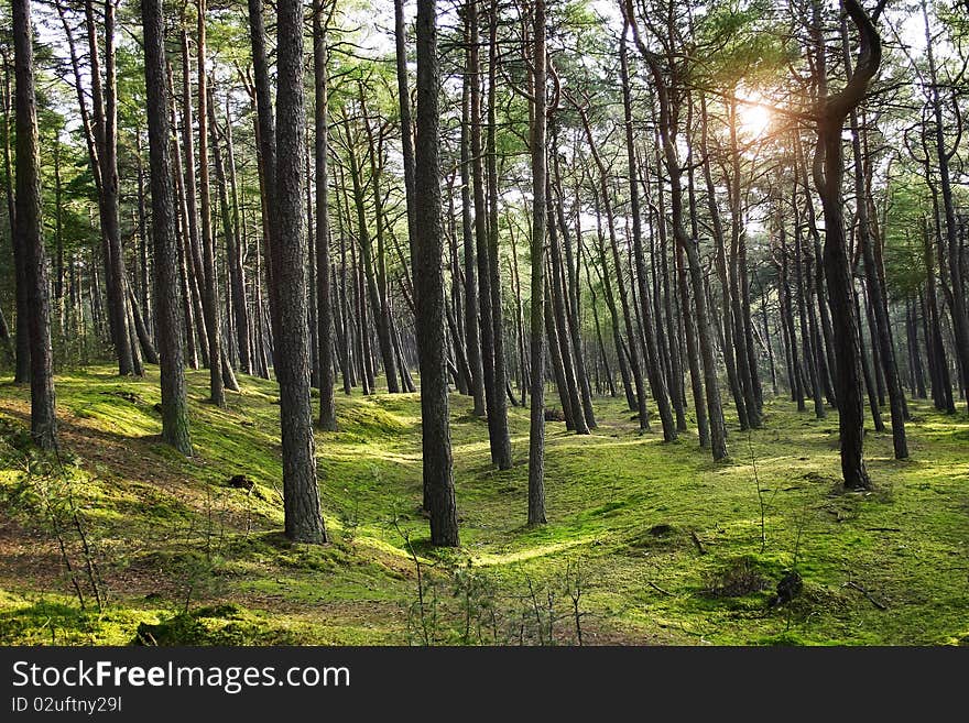 Green pine forest with ray of light .