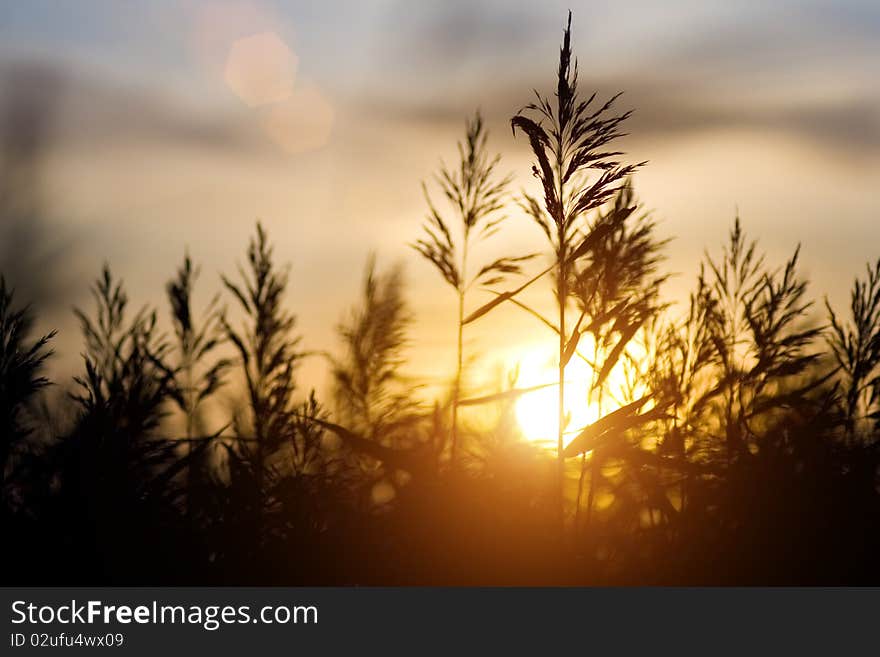 Sunset over sedge