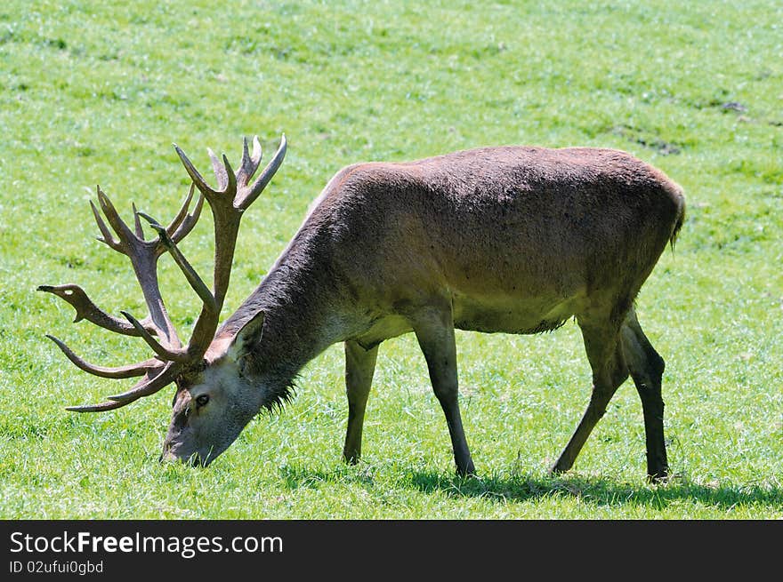 Shot of adult deer walking in grass of mountain meadow