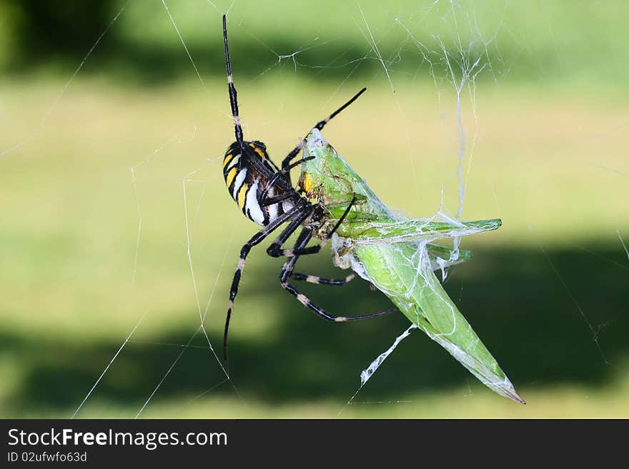 Spider Eating A Grasshopper