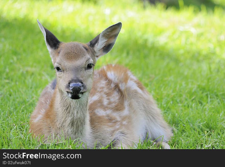 Shot of young doe lying in grass