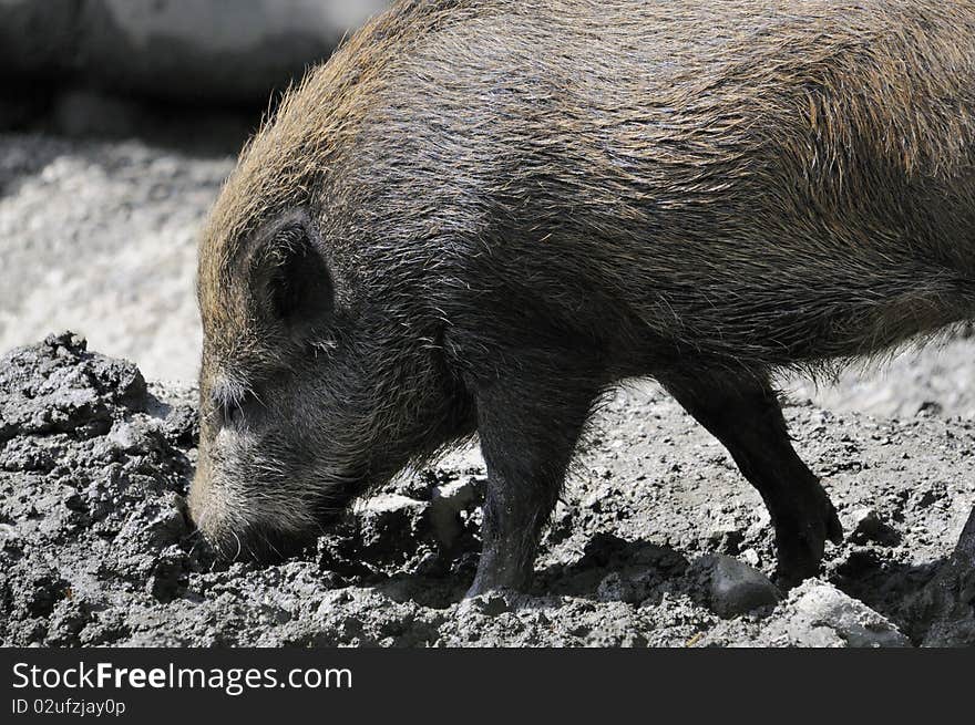 Shot of wild boar digging in dirt