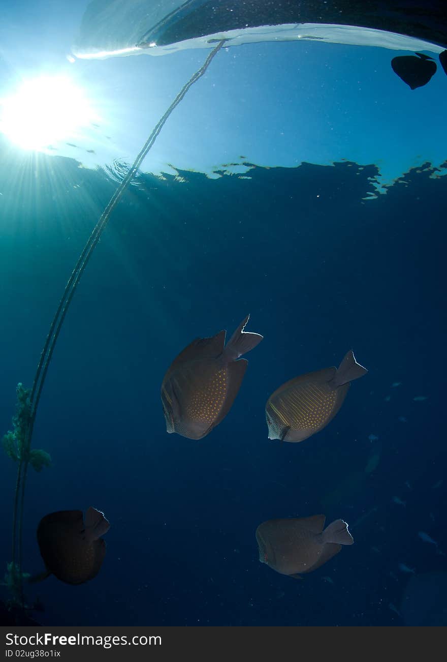 School of fish and sun