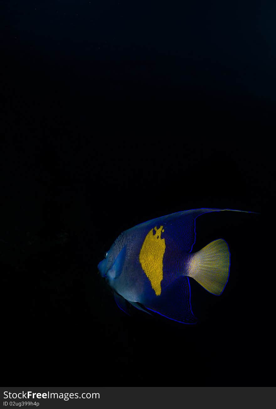 Vibrant tropical fish on black background