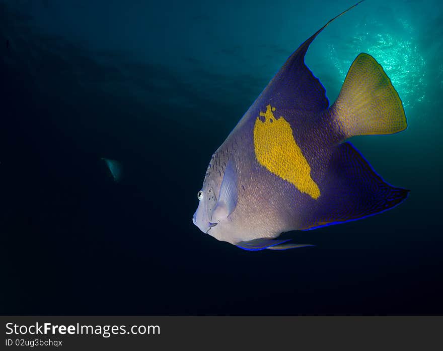 Tropical fish on blue background