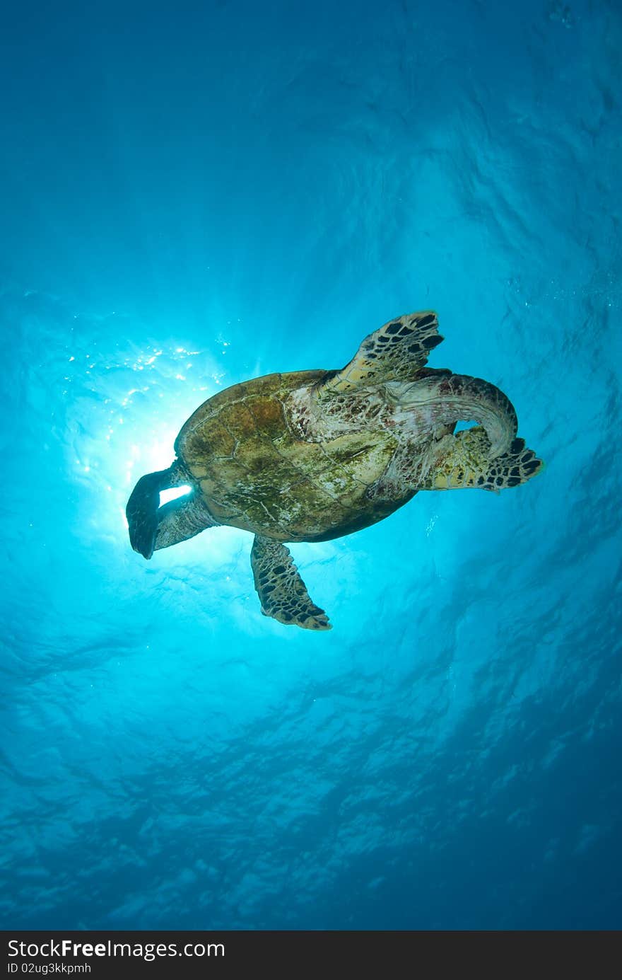 Hawksbill turtle (Eretmochelys imbricata), Endangered, swimming over the coral reef. Ras Mohammed national park. Red Sea, Egypt.