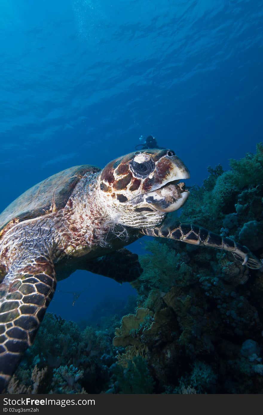 Hawksbill turtle (Eretmochelys imbricata), Endangered, swimming over the coral reef. Ras Mohammed national park. Red Sea, Egypt.