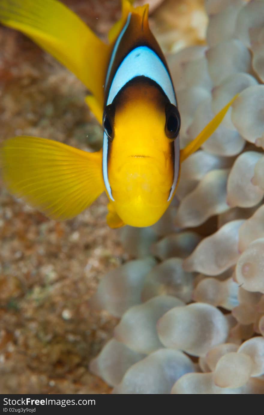 Red Sea Anemonefish (Amphiprion bicinctus) in its' host, the Bubble anemone (Entacmaea quadricolor). Red Sea, Egypt. Red Sea Anemonefish (Amphiprion bicinctus) in its' host, the Bubble anemone (Entacmaea quadricolor). Red Sea, Egypt.