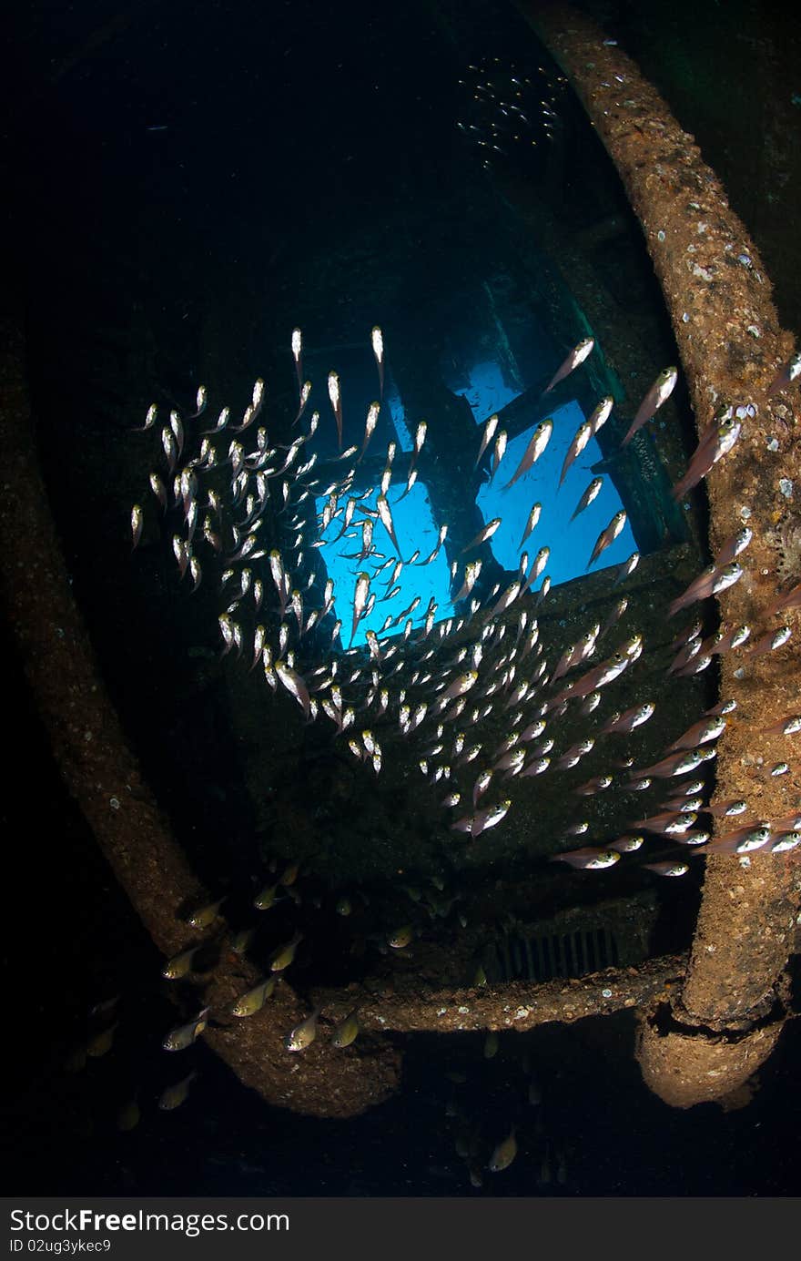 School of Glass fish or Golden sweeper (parapriacanthus ransonneti) inside the engine room of the Red Sea shipwreck, Giannis D, Sha�ab Abu-Nuhas, Red Sea, Egypt. Taken July 2010. School of Glass fish or Golden sweeper (parapriacanthus ransonneti) inside the engine room of the Red Sea shipwreck, Giannis D, Sha�ab Abu-Nuhas, Red Sea, Egypt. Taken July 2010