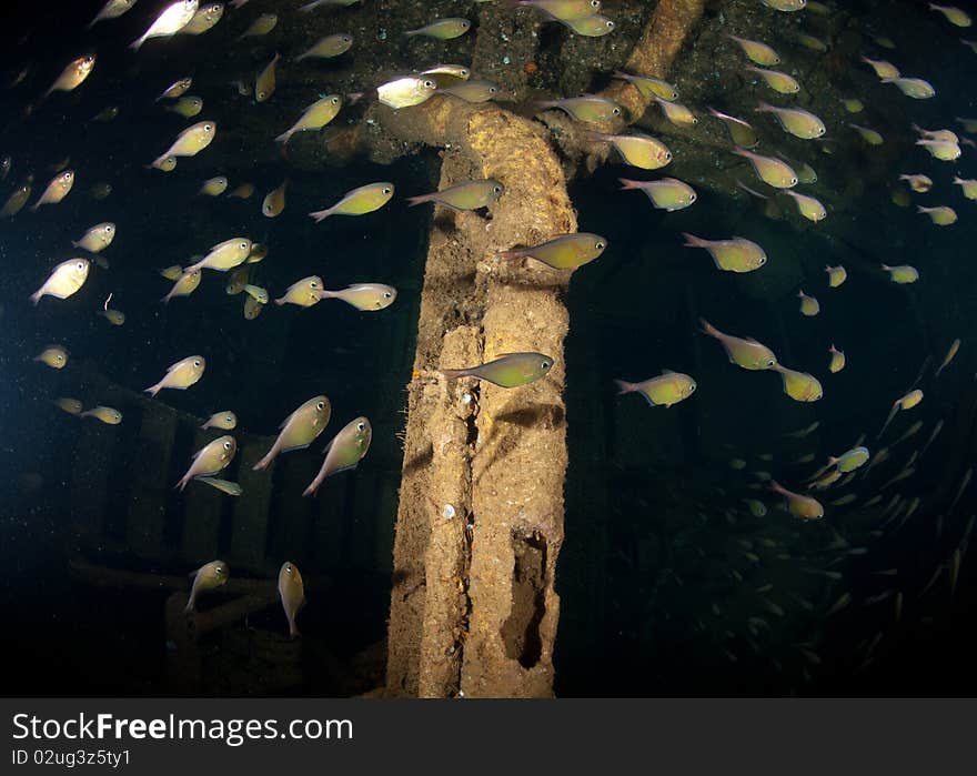 Glass fish inside shipwreck