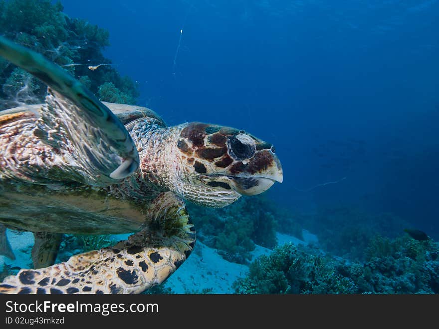 Hawksbill turtle (Eretmochelys imbricata), Endangered, swimming over the coral reef. Ras Mohammed national park. Red Sea, Egypt.