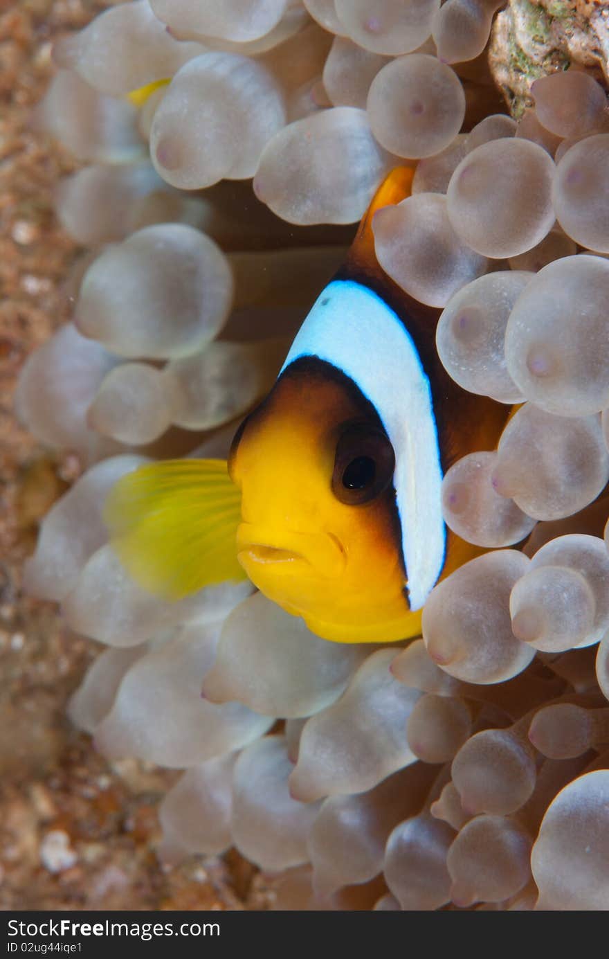 Red Sea Anemonefish (Amphiprion bicinctus) in its' host, the Bubble anemone (Entacmaea quadricolor). Red Sea, Egypt. Red Sea Anemonefish (Amphiprion bicinctus) in its' host, the Bubble anemone (Entacmaea quadricolor). Red Sea, Egypt.