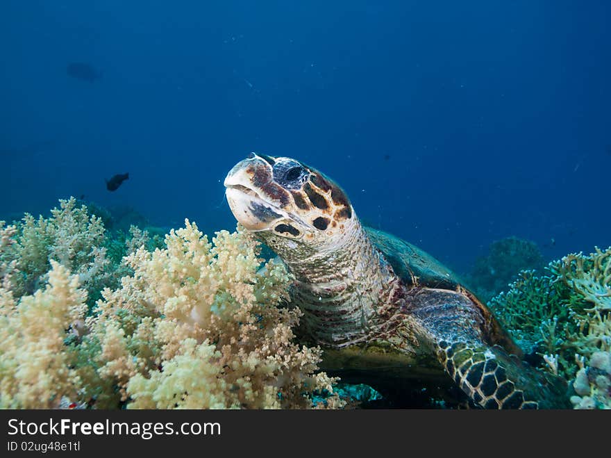 Hawksbill turtle (Eretmochelys imbricata), Endangered, swimming over the coral reef. Ras Mohammed national park. Red Sea, Egypt.