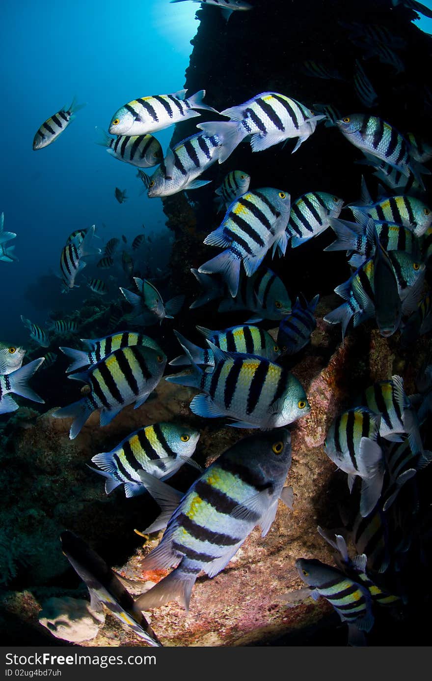 Sergeant major fish (abudefduf vaigiensis) large school on the wreck of the SS Ulysses. Gobal Island, Red Sea, Egypt. Sergeant major fish (abudefduf vaigiensis) large school on the wreck of the SS Ulysses. Gobal Island, Red Sea, Egypt.