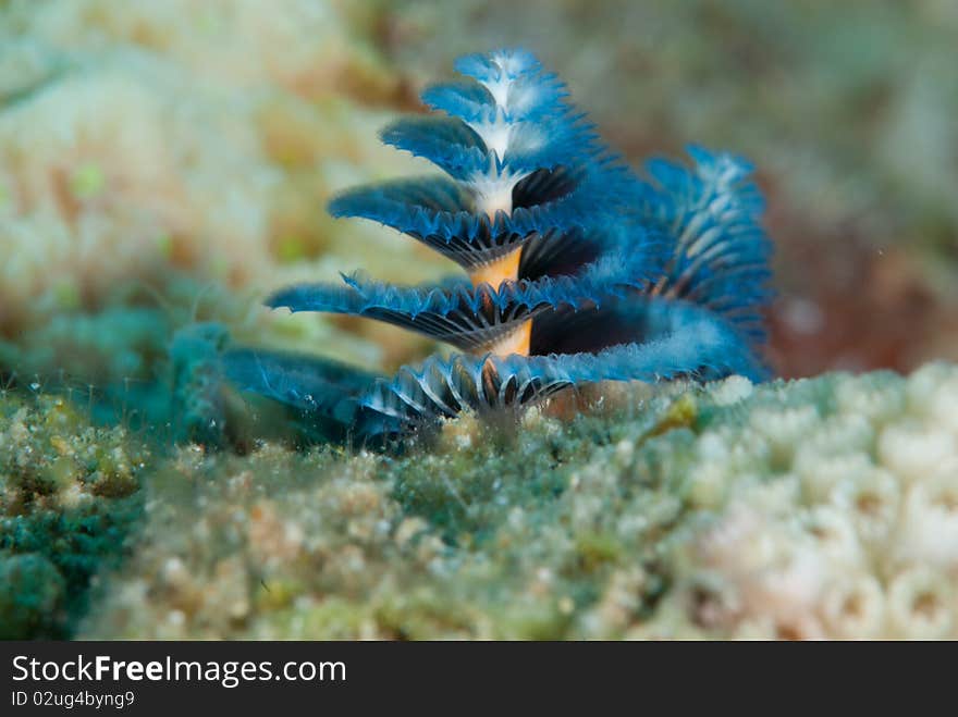 Macro Shot of a Christmas tree worm (spirobranchus giganteus).