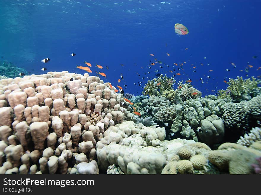 Colourful pristine coral reef